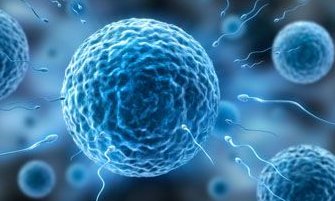 试管婴儿双色（试管婴儿是自己男人的孩子吗）