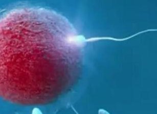 月经周期短移植完就快到月经期了会影响成功率吗？